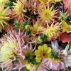 Dahlias A selection of Welsh grown Dahlias