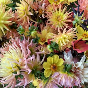 A selection of Welsh grown Dahlias