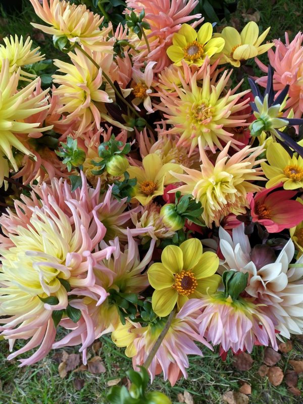 Dahlias A selection of Welsh grown Dahlias