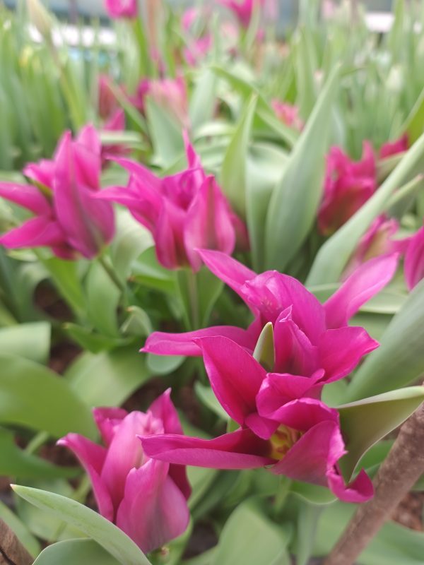 Easter Flower Bouquet