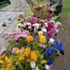 June flowers A selection of Welsh grown flowers