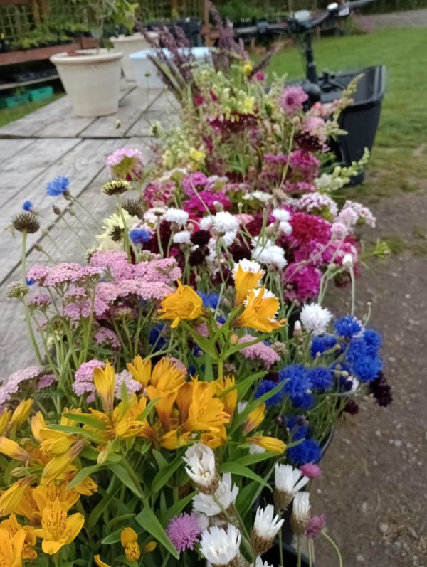 June flowers A selection of Welsh grown flowers