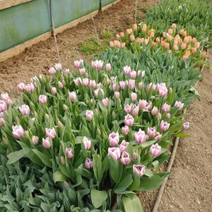 Workshop -Tulip Mania 3rd April 2026